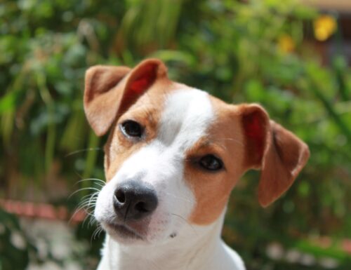 Danno non patrimoniale per perdita di animale d’affezione: la svolta della giurisprudenza