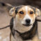 Scheda del cane = atto pubblico: la Cassazione cambia tutto (e il falso diventa reato grave)